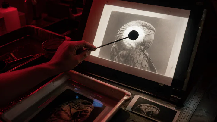 Hand shaping exposure over a parrot print in a working darkroom