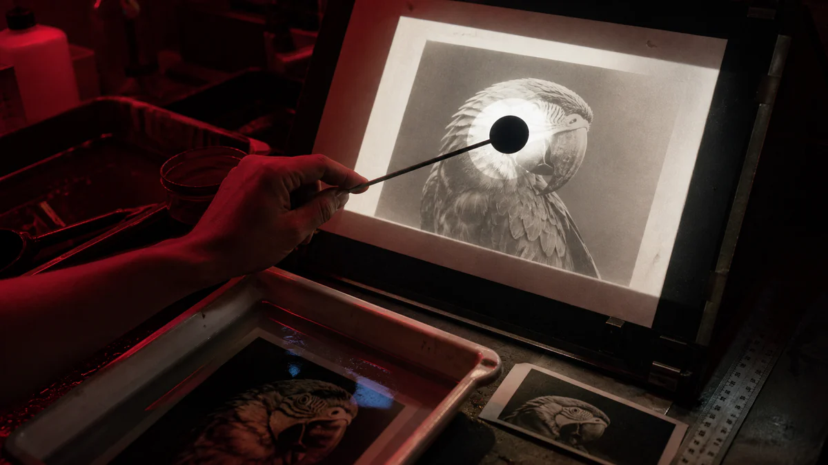 Hand shaping exposure over a parrot print in a working darkroom