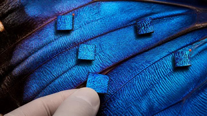 Lifted feature samples revealing repeated patterns on a butterfly wing